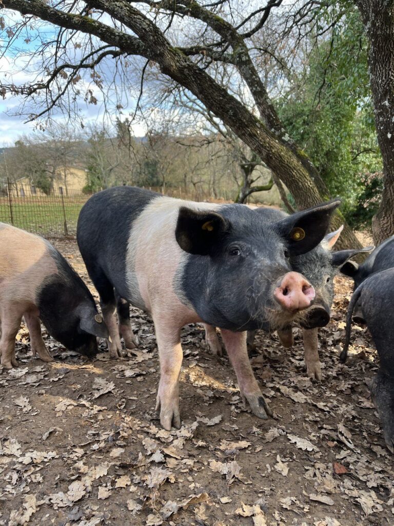 Fattoria didattica Toscana – maiale di Cinta Senese nel bosco
