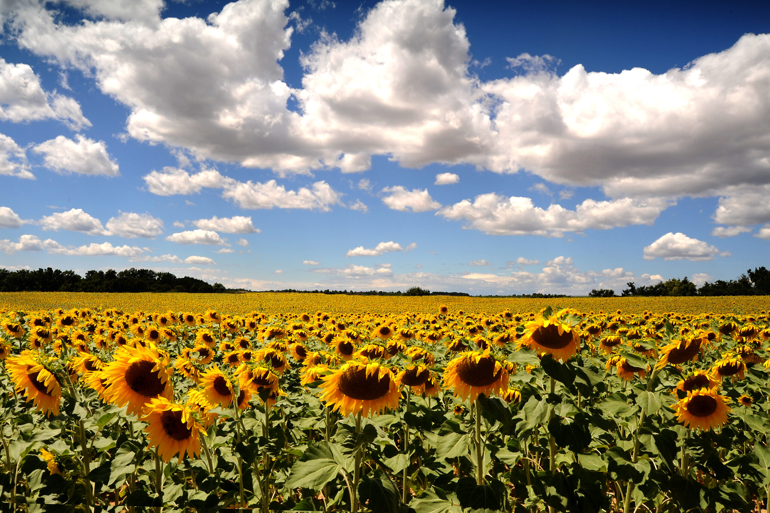 Agricoltura biologica Toscana – campo di girasoli