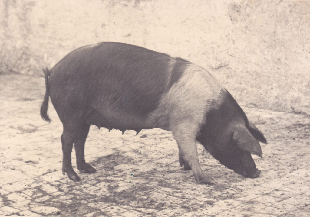 Agricoltura biologica Toscana – foto storica di un maiale in bianco e nero