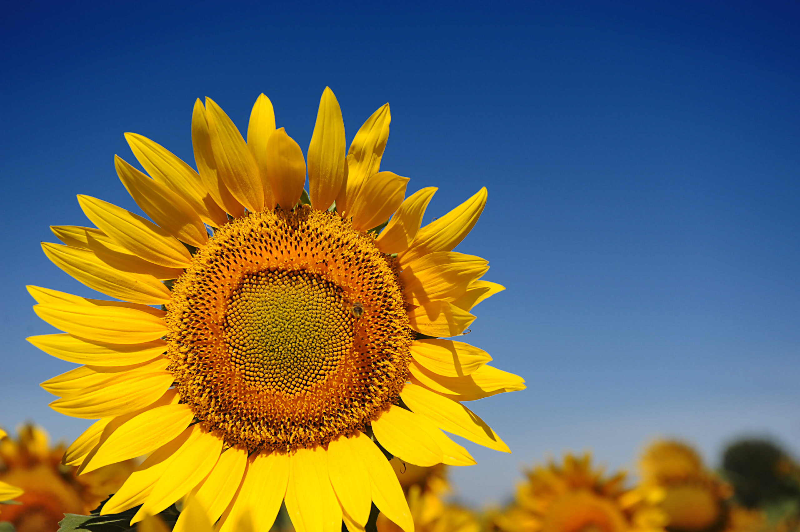 Agricoltura biologica Toscana – fiore di girasole