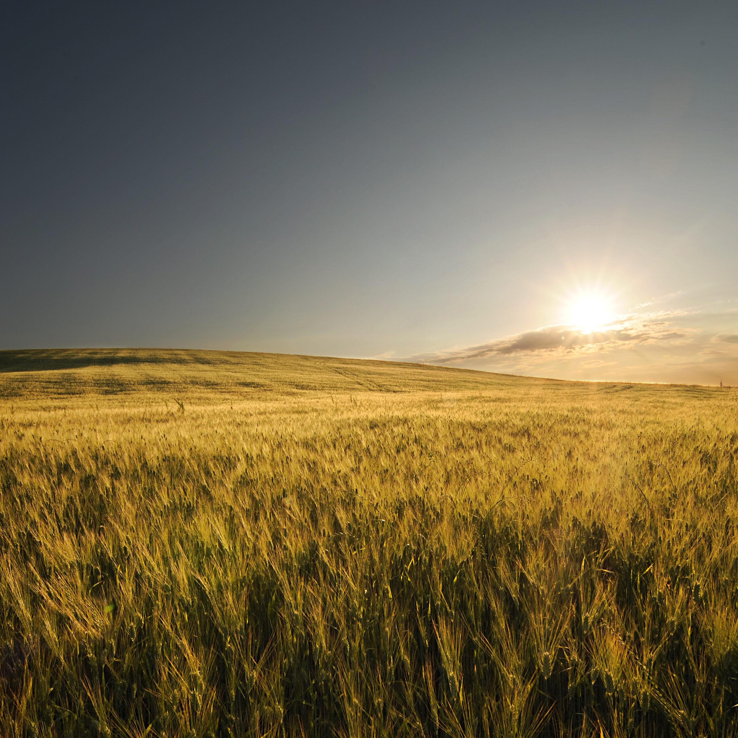 Agricoltura biologica Toscana – campo di grano al tramonto