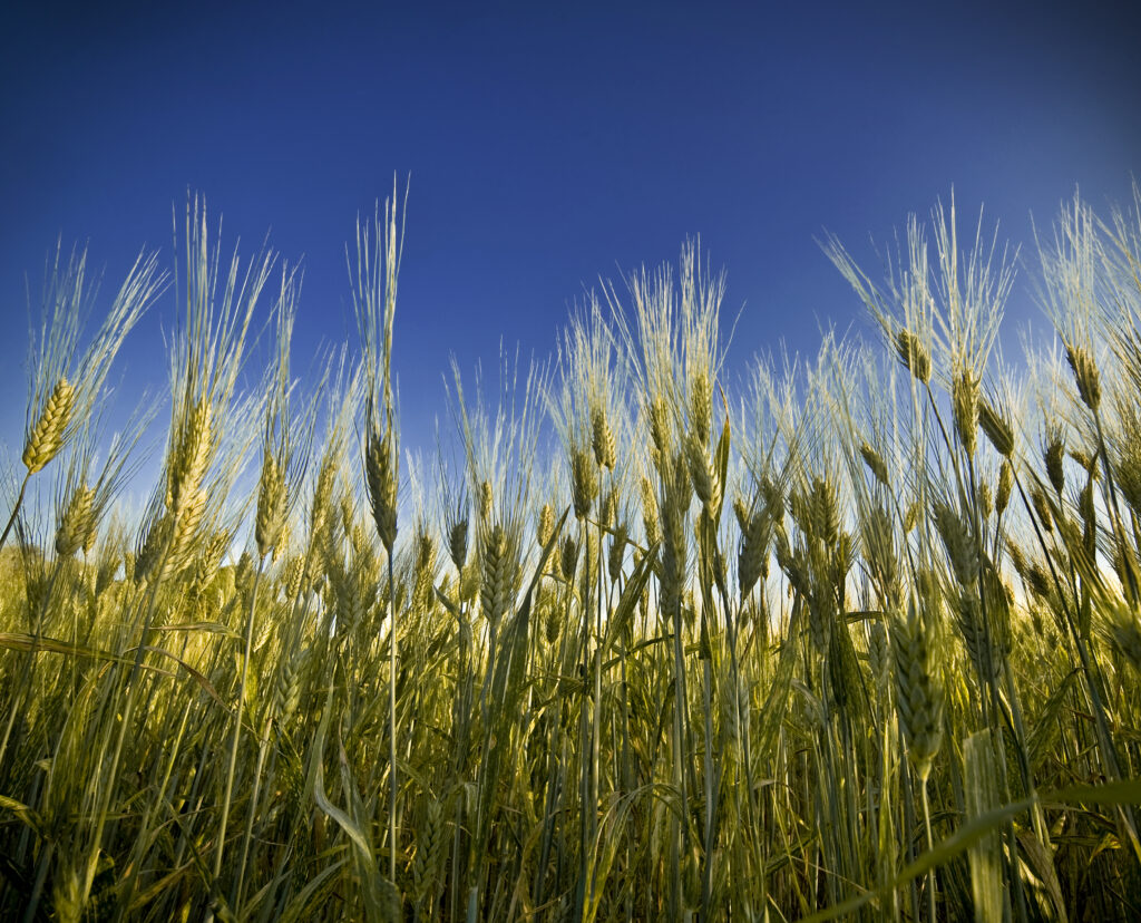 Agricoltura biologica Toscana – spighe di grano contro il cielo