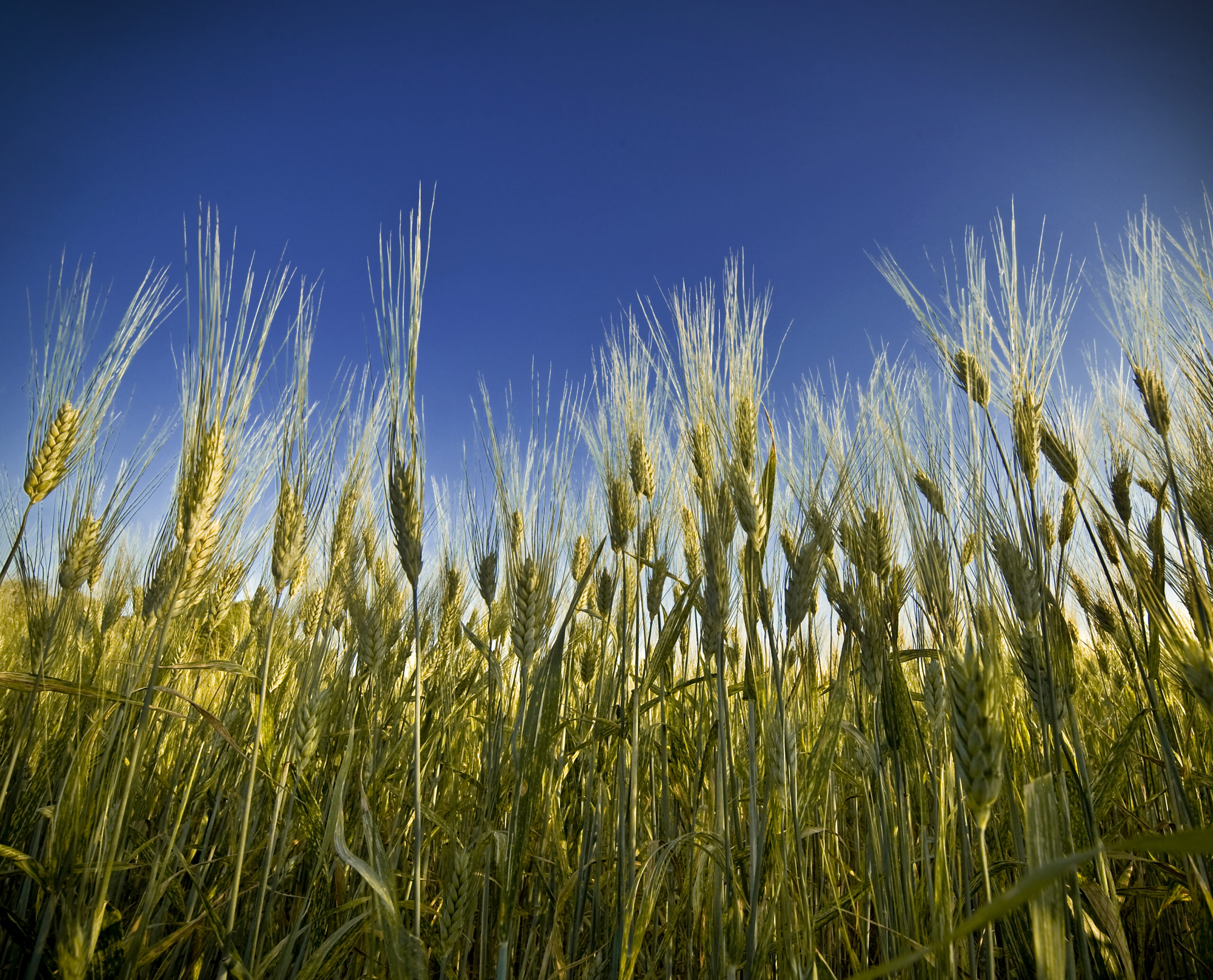 Agricoltura biologica Toscana – spighe di grano contro il cielo