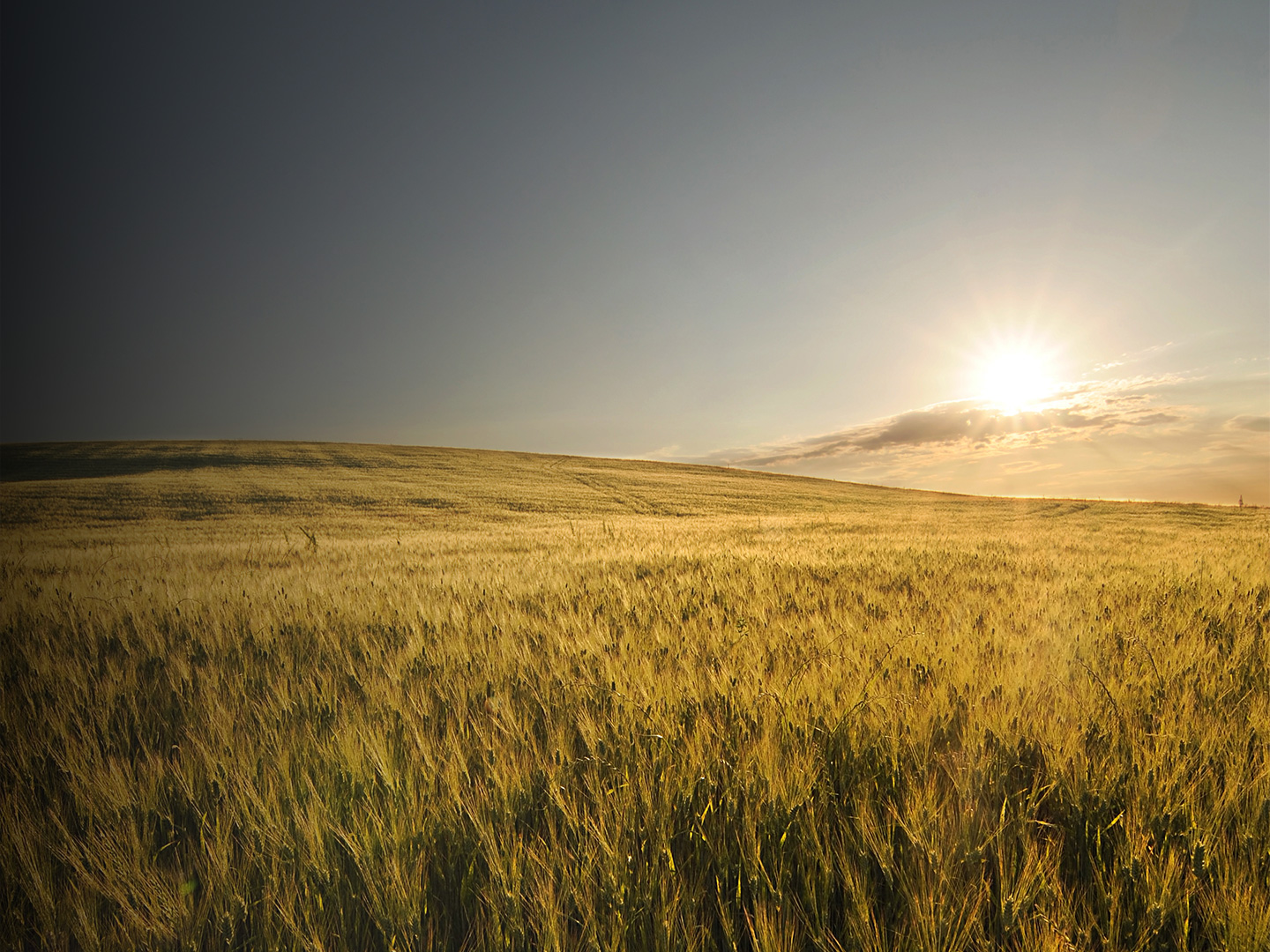 Prodotti tipici Siena – campo di grano al tramonto